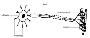 motor-neuron